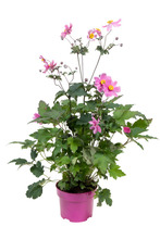 Høstanemone 'Anemone hupehensis' 17 cm potte